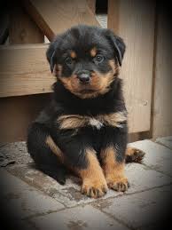 To find rottweiler puppies for sale in texas browse our list below. Rottweiler Puppies For Sale Texas City Tx 288921