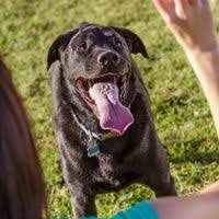 Like many shelters across the country, arizona humane society uses variable adoption pricing. Arizona Humane Society South Mountain 1521 W Dobbins Rd