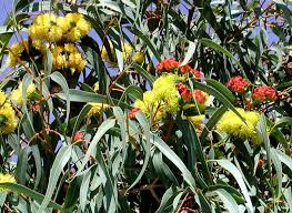 How to treat such a problem, experienced dentists can advise. Find Trees Learn University Of Arizona Campus Arboretum