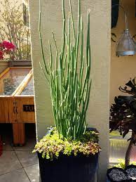 We did not find results for: Lady Slipper Succulent And Coral Reef Sedum Arizona Plants Xeriscape Desert Backyard