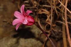 Image result for Cyrtanthus rhodesianus