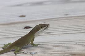 If you buy a lizard from us, you can be sure it's guaranteed to arrive alive and in great condition. Pin On Cool Things I Want