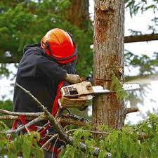We did not find results for: Cost Of Large Tree Removal Calculate 2021 Prices Here