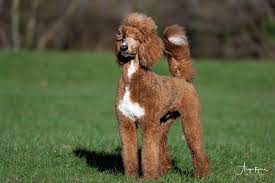 Red standard poodle puppies uk. Argentcymru Standard Poodles Home