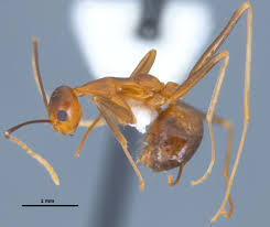 Image result for Anagallis gracilipes