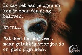Quotes Dierbaar Maatje Unieke Handgemaakte Kwaliteitsproducten En Dierenurnen Honden Gedichten Huisdier Citaten Honden Teksten