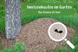 Störend ist dabei für uns, dass über den nestern der rasen nach. Ameisenhaufen Im Garten Oder Rasen Was Tun Gartendialog De