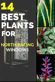 Introducing raked ceilings will boost the surface area of glazed windows and walls further, allowing in even more light. The 14 Best Plants For North Facing Windows Plantophiles