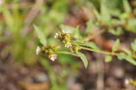 Image result for Melochia corchorifolia