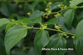 Image result for Colubrina asiatica