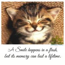 Just Smile Quote From Absolutely Positive On Facebook Funny Cat Pictures Cute Funny Animals Funny Animal Pictures