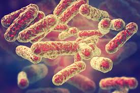 Image result for Blotiella