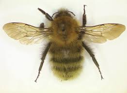 Image result for Bombus humilis