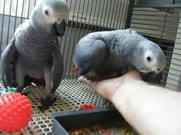Fertile Bird Eggs For Sale In India Parrots And Fertile Parrot Eggs Available For Sale In 2020 African Grey Parrot African Grey Parrot