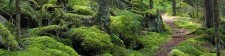 This list is derived from national park service inventory & monitoring data and. Great Smoky Mountains National Park Wikitravel