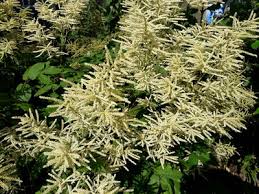 Image result for Krauseola