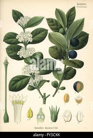 Image result for Acokanthera schimperi