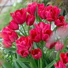 Multiple Flowering Triumph Tulip Bulbs Merry Go Round Tulip Bulbs Tulips Bulb Flowers