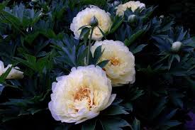 But in the case when something has changed and you do want to divide or. Itoh Peony Care How To Plant And Grow The Paeonia Bartzella Peony
