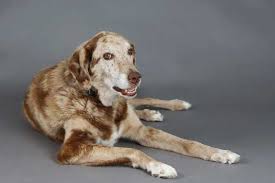 While their coats are called silver, they are actually just a lighter, diluted version of the chocolate lab. Is The Australian Shepherd Lab Mix Really One Of The Best Hybrids In The World