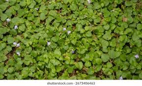 Image result for Anagallis kochii