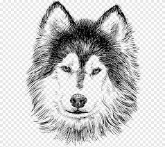 Eckzahn, hübsch, porträt, schwarzer hund, tier, haustier, rasen, im freien. Tiere Zeichnen Skizzieren Tier Tiere Png Pngegg