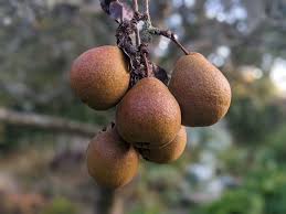 Image result for Pycreus permutatus