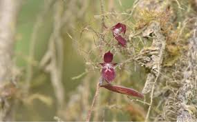 Image result for Sericanthe chimanimaniensis
