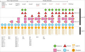 Stepwise evolution of E. coli C and ΦX174 reveals unexpected  lipopolysaccharide (LPS) diversity | bioRxiv