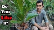How to care for sago palm (Cycas Revoluta) in pot (indoor)?