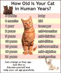 Cats that live indoors can live longer than cats that live outside. How Old Is Your Cat In Human Years Lolcats Lol Cat Memes Funny Cats Funny Cat Pictures With Words On Them Funny Pictures Lol Cat Memes Lol Cats