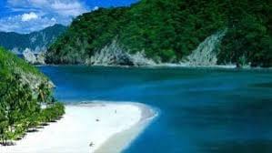 Image result for Nicolasia costata