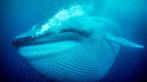 Seamless pattern with blue whales. Bbc Earth How An Empty Sea Helped The Blue Whale Grow So Enormous