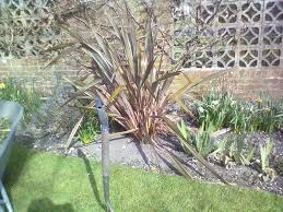 Image result for Phormium
