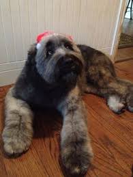Hessens ministerpräsident volker bouffier (cdu) hat im bundesrat erhebliche bedenken an der änderung des infektionsschutzgesetzes geäußert. 150 Bouvier Des Flandres Ideen Hunde My Champion Bouvier Des Flandres