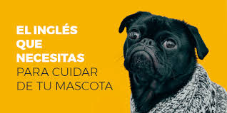 Vocabulario En Ingles Para Comprar Cosas Para Tu Perro