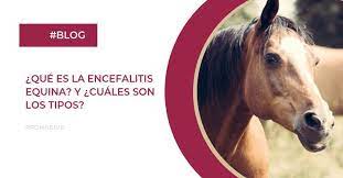 La encefalitis equina del este (eee) es una enfermedad poco común, pero grave, que está causada por un virus. Que Es La Encefalitis Equina Y Cuales Son Los Tipos Productora Nacional De Biologicos Veterinarios Gobierno Gob Mx