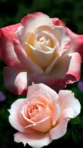 For my wife's birthday with love. Pin By Blacklady On 1 A File General Amazing Flowers Beautiful Roses Love Flowers