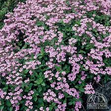 Image result for Stadmannia oppositifolia
