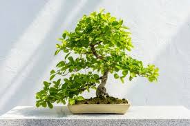 A Five Step Beginner S Guide To Growing Bonsai Trees Lamudi