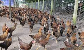 Cara beternak ayam kampung yang pertama adalah dengan mengumbar atau melepaskan ayam secara bebas dan tidak perlu dimasukkan dalam kandang. Cara Ternak Ayam Kampung Dengan Benar Dan Sukses