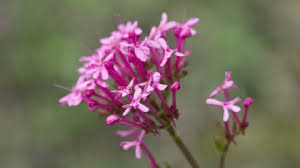 Check spelling or type a new query. Red Valerian The Wildlife Trusts