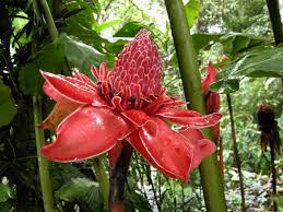 Other images may be available beyond those displayed on this page. Costa Rica Botanical Guide For Tropical Plants Lovers