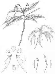 Image result for Achyrospermum laterale