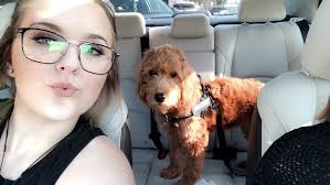 Ginger Hope a Golden Healer Service Dog