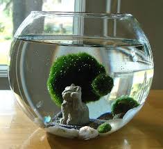 Lucky Cat Marimo Moss Balls Maneki Neko Nano Aquarium Terrarium Cat Lover Gift Indoor Water Garden Marimo Moss Ball Marimo