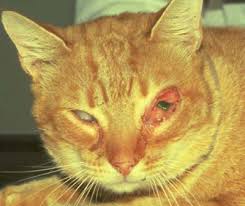 A mast cell (also known as a mastocyte or a labrocyte) is a migrant cell of connective tissue that contains many granules rich in histamine and heparin. Eyelid And Conjunctiva Neoplasia In Cats Vetlexicon Felis From Vetstream Definitive Veterinary Intelligence