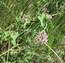 Image result for Cynanchum praecox