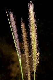 Image result for Cenchrus geniculatus