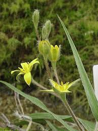 Image result for Hypoxis kilimanjarica